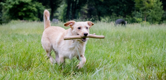 Hond apporteert branko rubberen werpstok